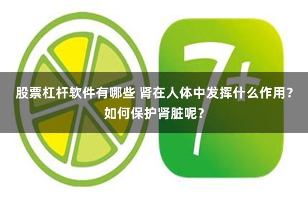股票杠杆软件有哪些 肾在人体中发挥什么作用？如何保护肾脏呢？